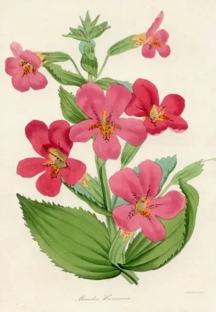 1837, Monkeyflower Botanical Print From Joseph Paxton, Antique Hand-Colored Lithograph, England - 2