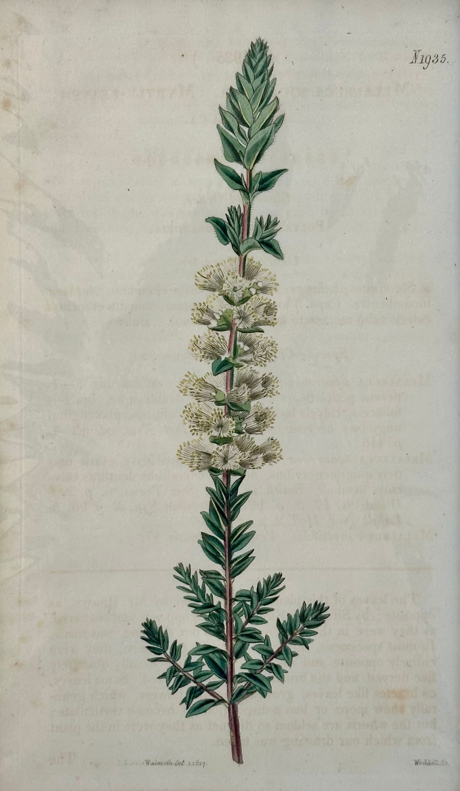 Original Hand Colored Curtis Melaleuca Botanical Engraving, 1817 - 2