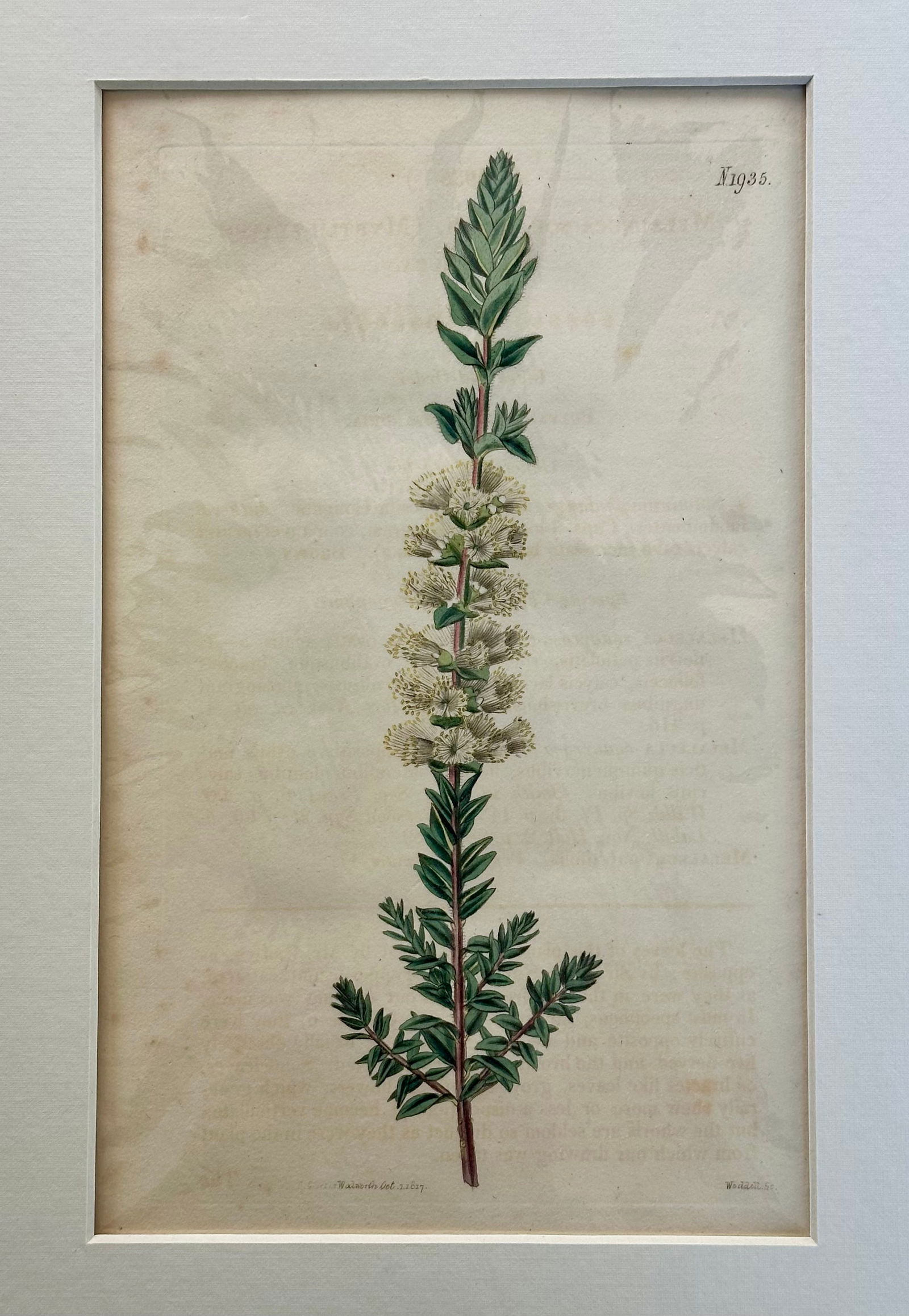 Original Hand Colored Curtis Melaleuca Botanical Engraving, 1817 - 3