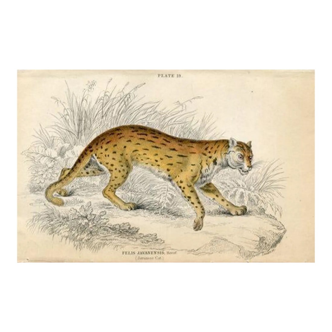 1845, Javanese Cat Print, Original Antique Cat Print, Engraving, England, Rare: Original hand-colored print from the rare Cats volume of "The Naturalist's Library", a multi-volume natural history folio published in England in the first half of the 1800s. Many of the prints in