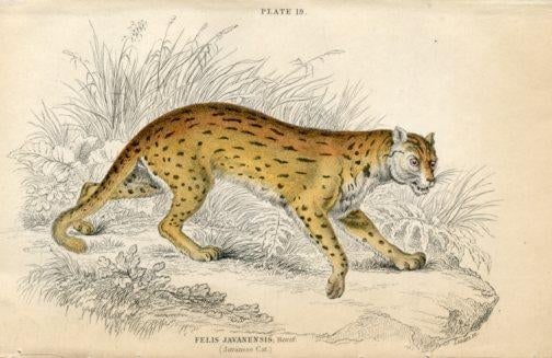 1845, Javanese Cat Print, Original Antique Cat Print, Engraving, England, Rare - 2
