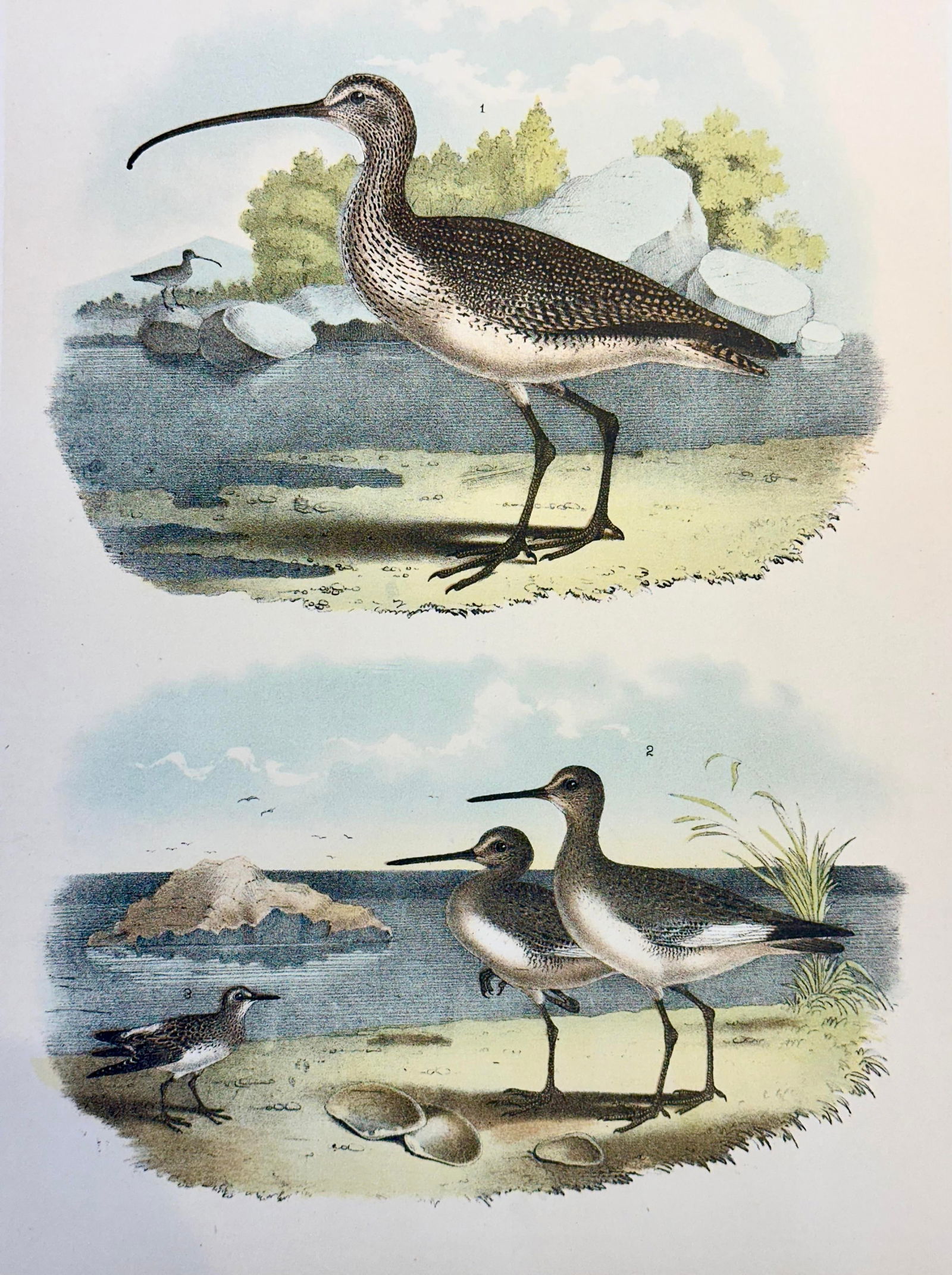 Sandpipers & Curlew by Studer, 1878 (Unframed) - 2