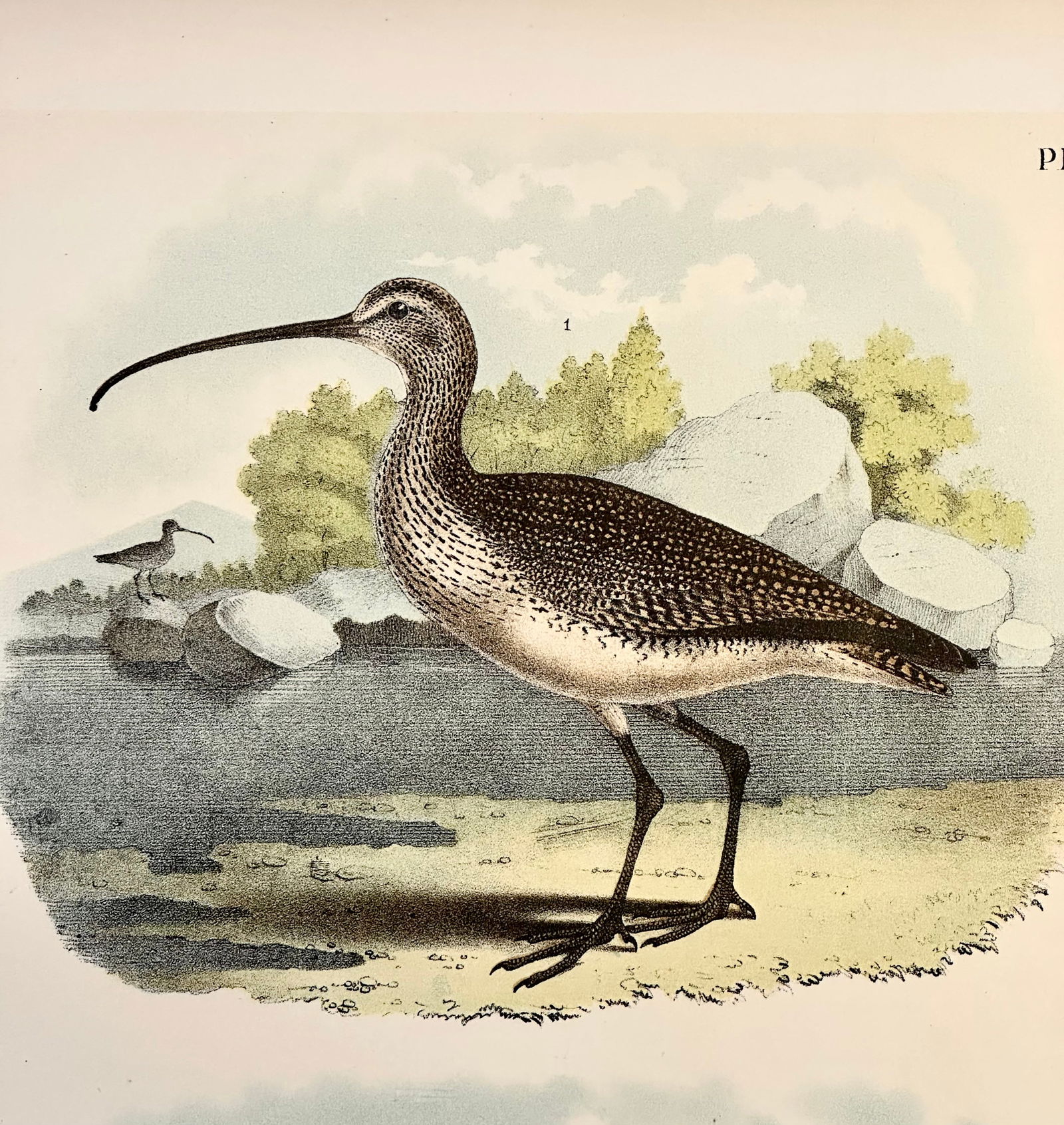 Sandpipers & Curlew by Studer, 1878 (Unframed) - 3