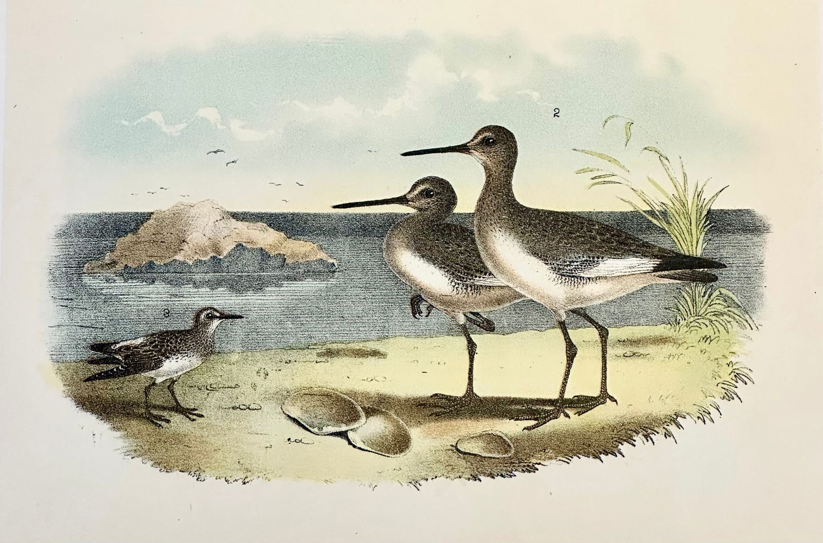 Sandpipers & Curlew by Studer, 1878 (Unframed) - 4