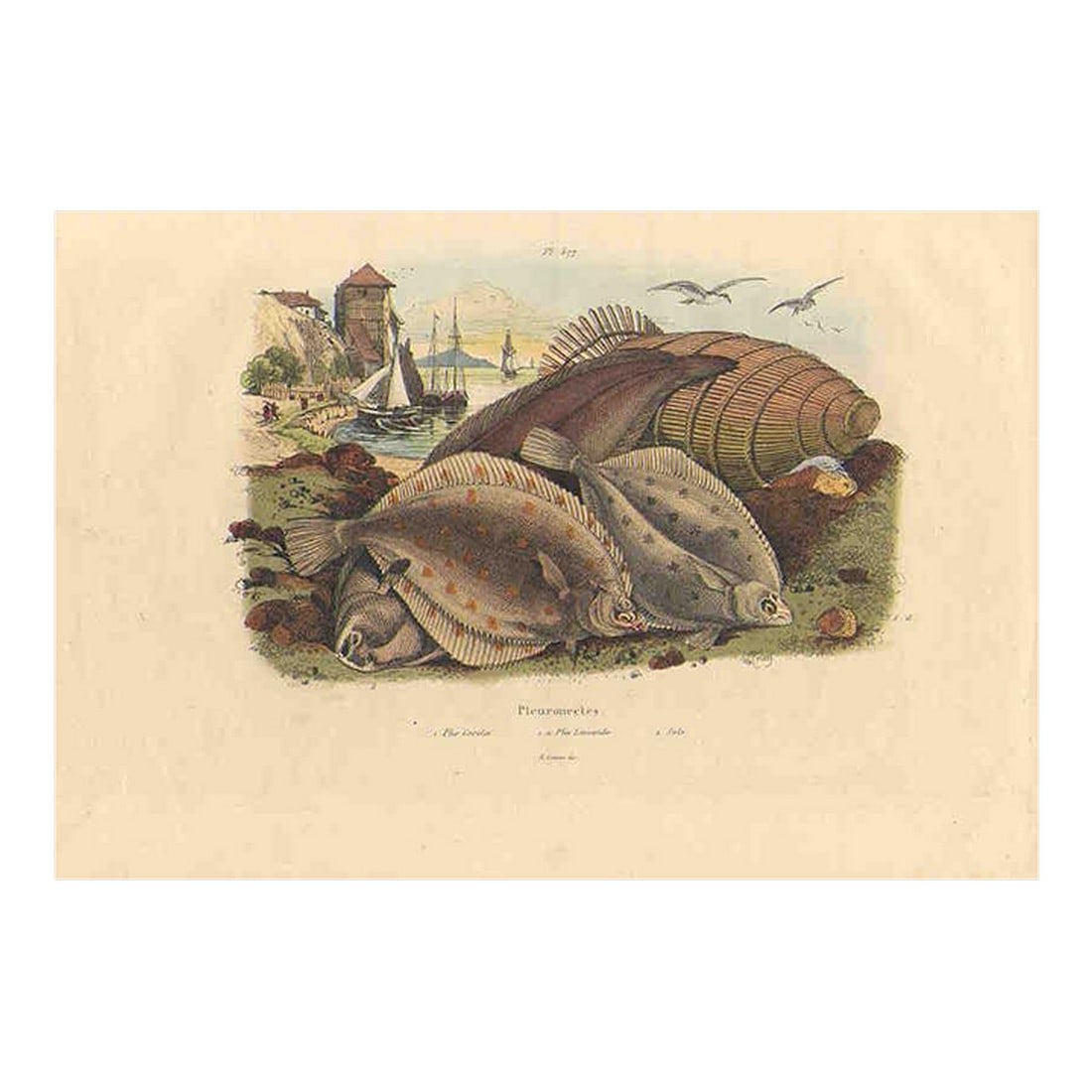 Antique Fish Print, Antique Natural History Print, 1830s, France, Original Hand Colored Engraving: This unique antique Fish print is from the "Dictionary of Natural History and Phenomena" authored by the French entomologist Felix Guerin (1799-1874). It was published in the early 1800s. What makes t