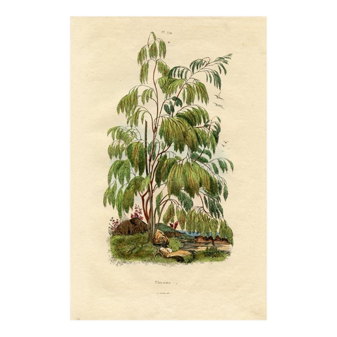 Plocama Botanical Print, Antique Natural History Print, 1830s, France, Original Hand Colored Engravi: This unique antique botanical print is from the "Dictionary of Natural History and Phenomena" authored by the French entomologist Felix Guerin (1799-1874). It was published in the early 1800s. What