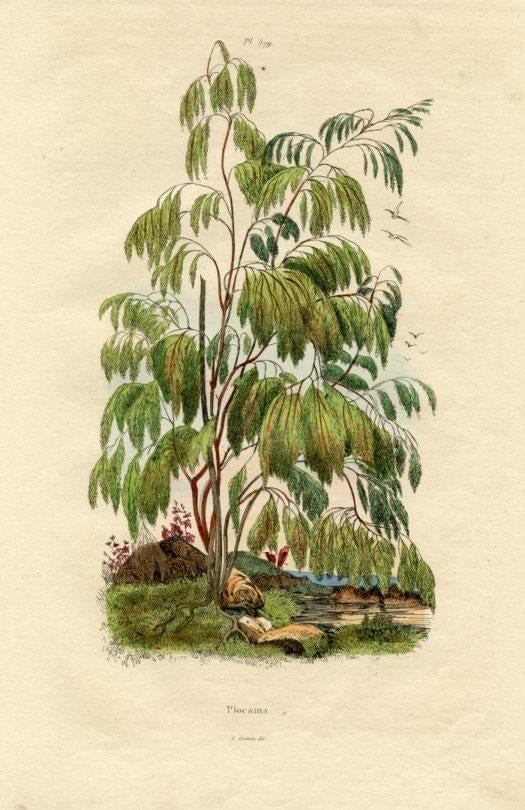 Plocama Botanical Print, Antique Natural History Print, 1830s, France, Original Hand Colored Engravi - 2