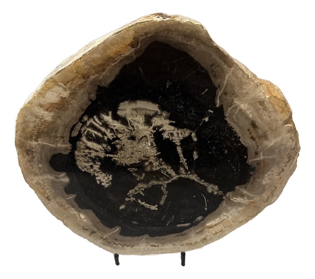 Live Edge Petrified Wood B: A wonderful slice of hand polished petrified wood with live edge will add an organic touch to just about any space in your home. These slabs come with a small and light metal stand. Add interest to