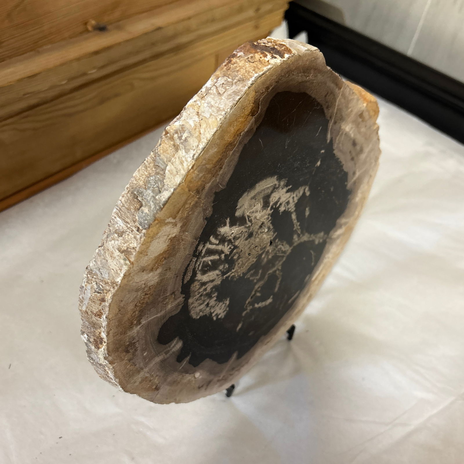 Live Edge Petrified Wood B - 2