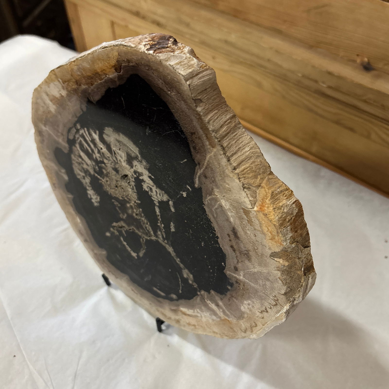 Live Edge Petrified Wood B - 3