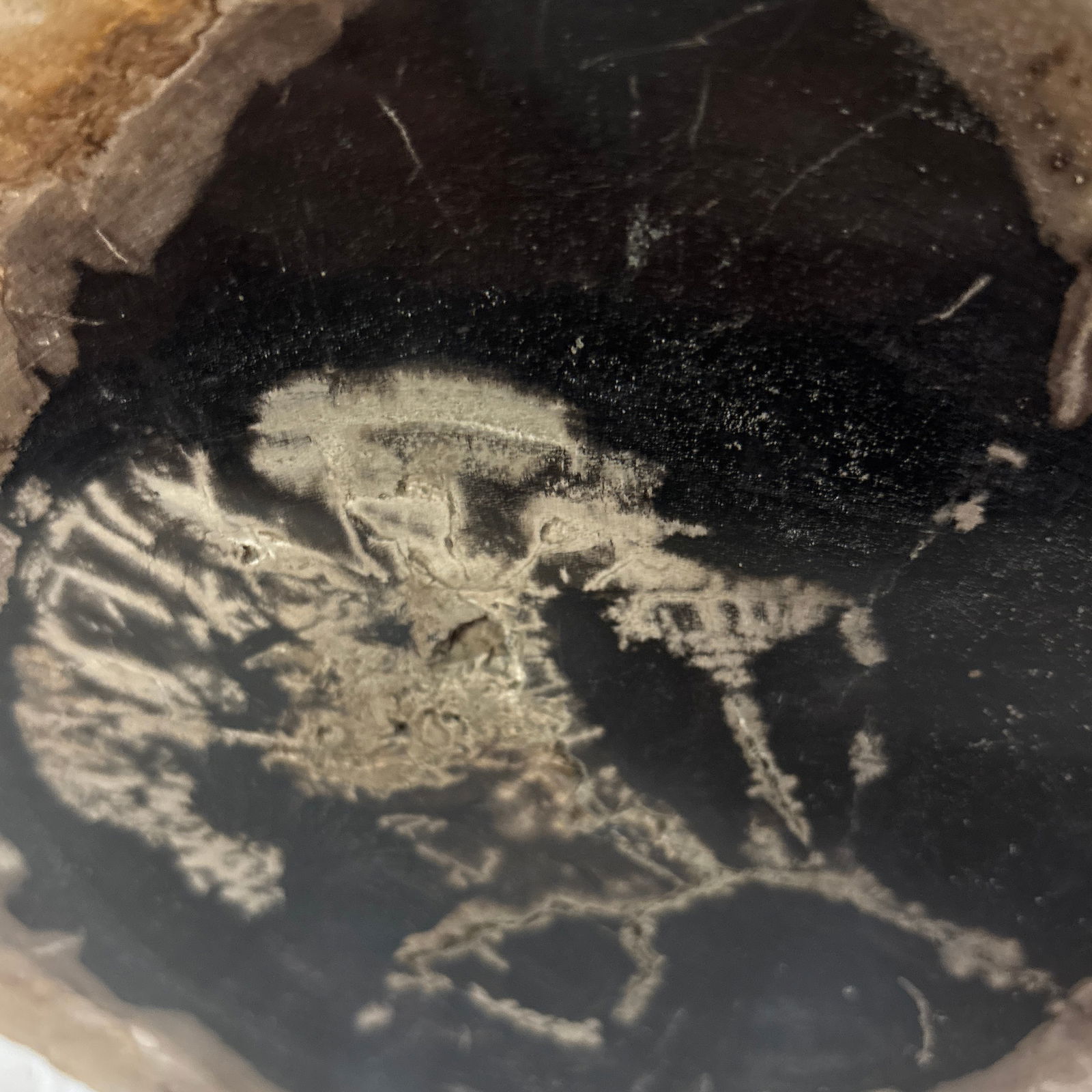 Live Edge Petrified Wood B - 4