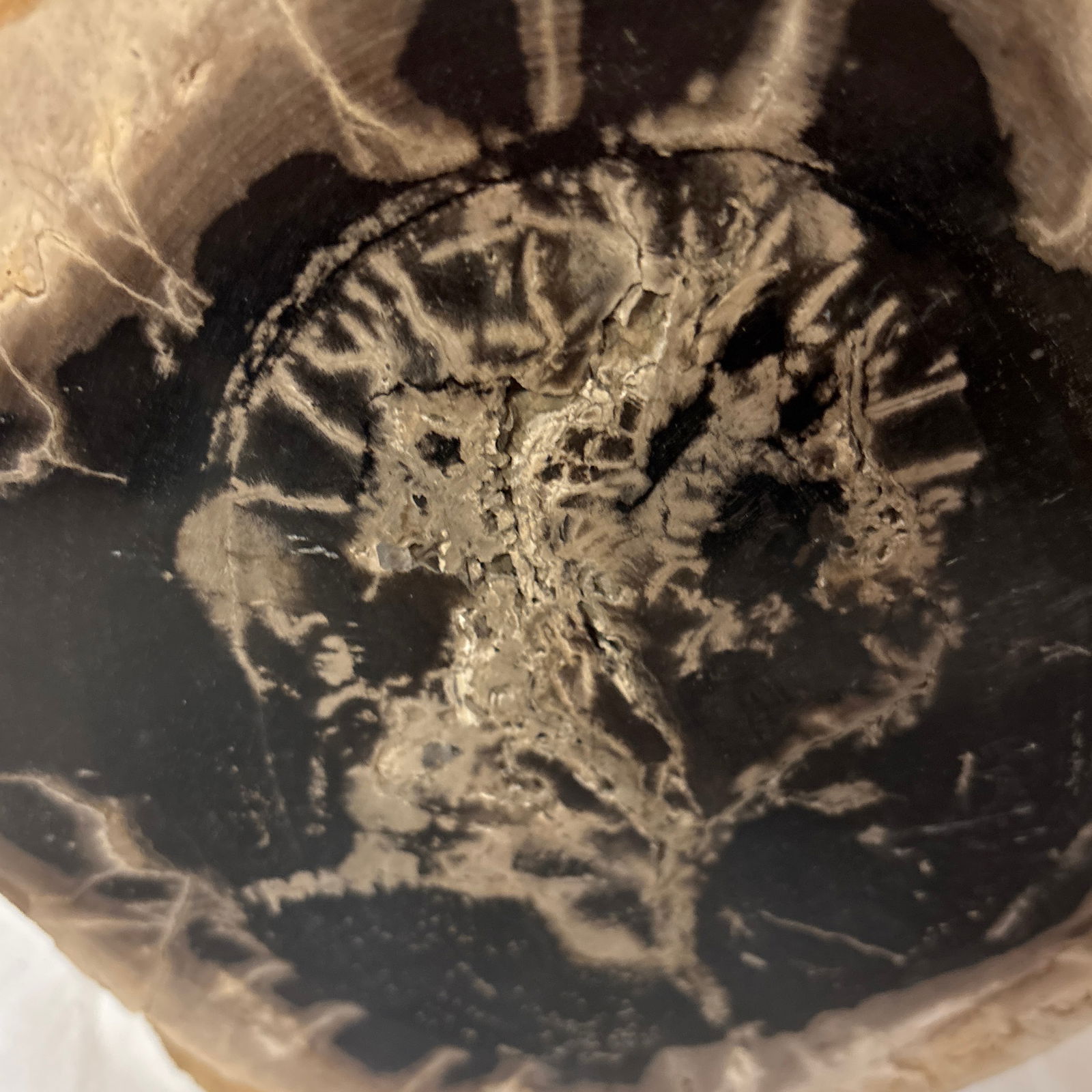 Live Edge Petrified Wood B - 6