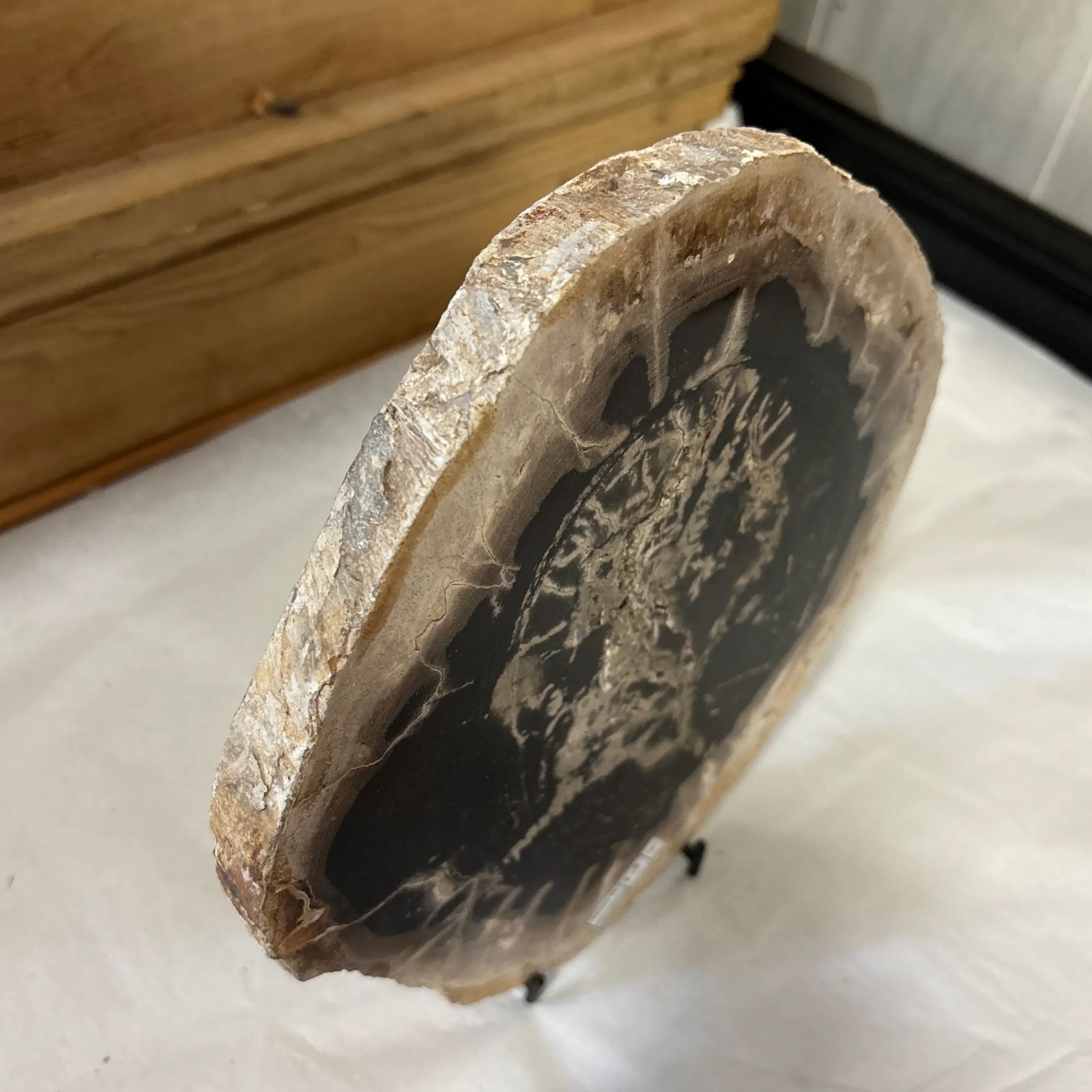 Live Edge Petrified Wood B - 7
