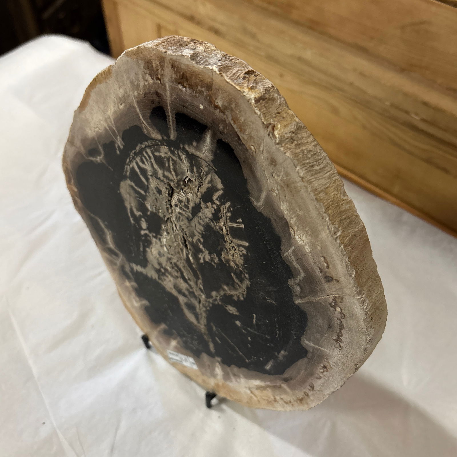 Live Edge Petrified Wood B - 8