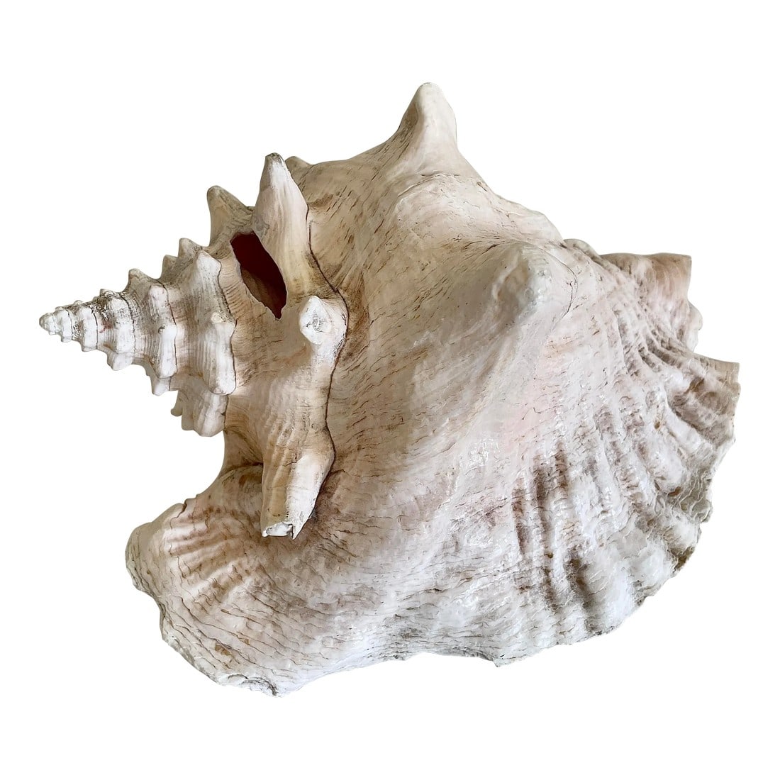 Large Vintage Conch Shell (1 of 9)