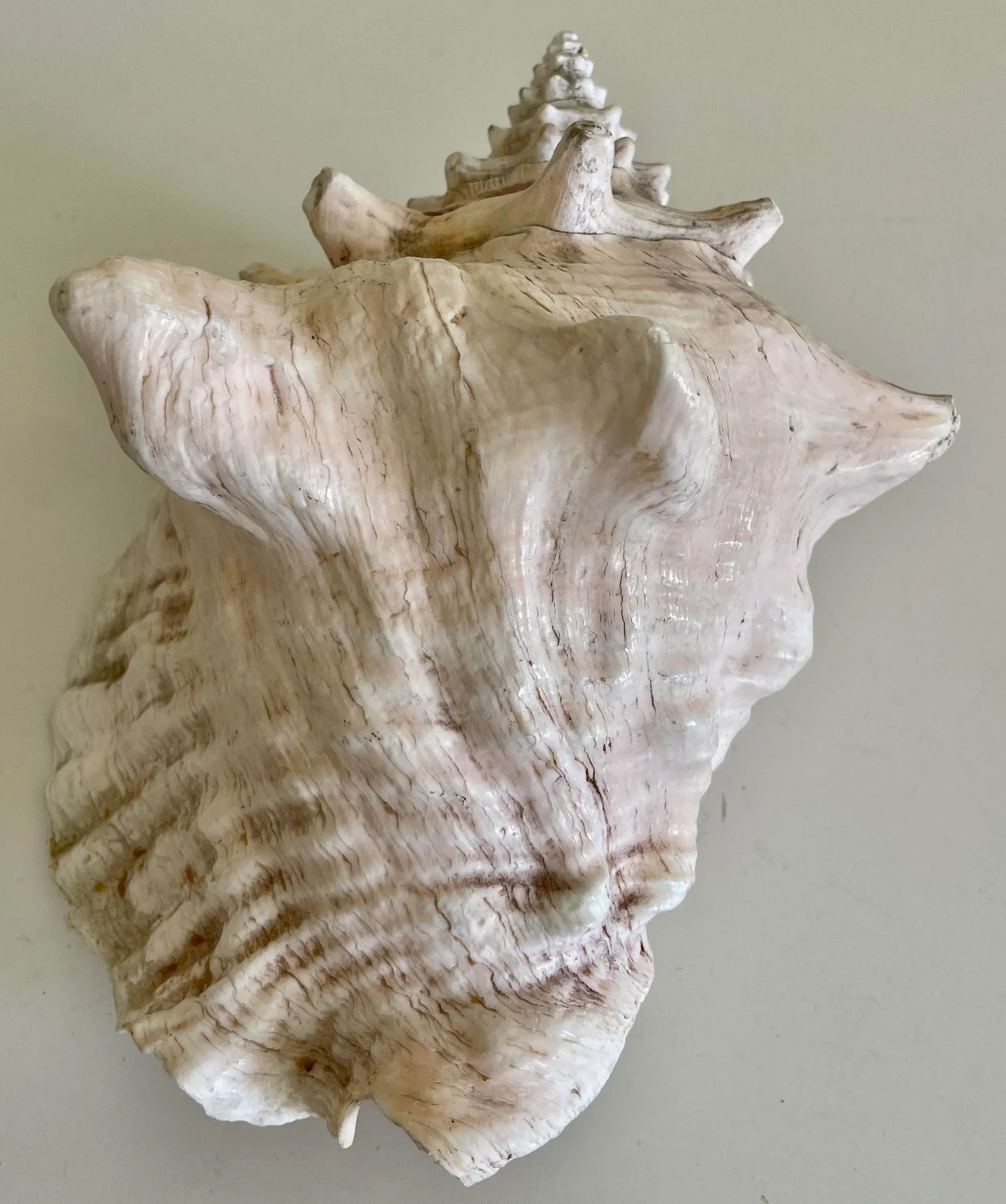 Large Vintage Conch Shell - 2