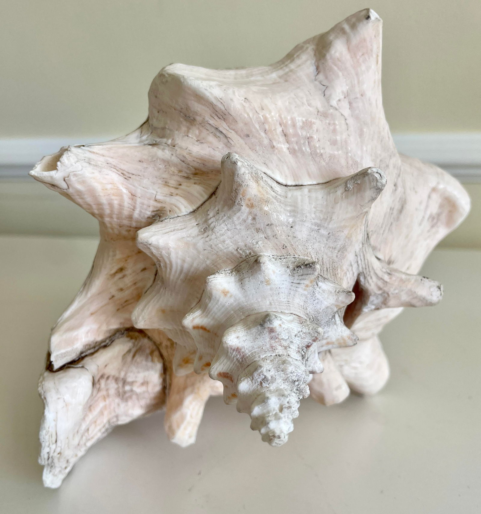 Large Vintage Conch Shell - 6