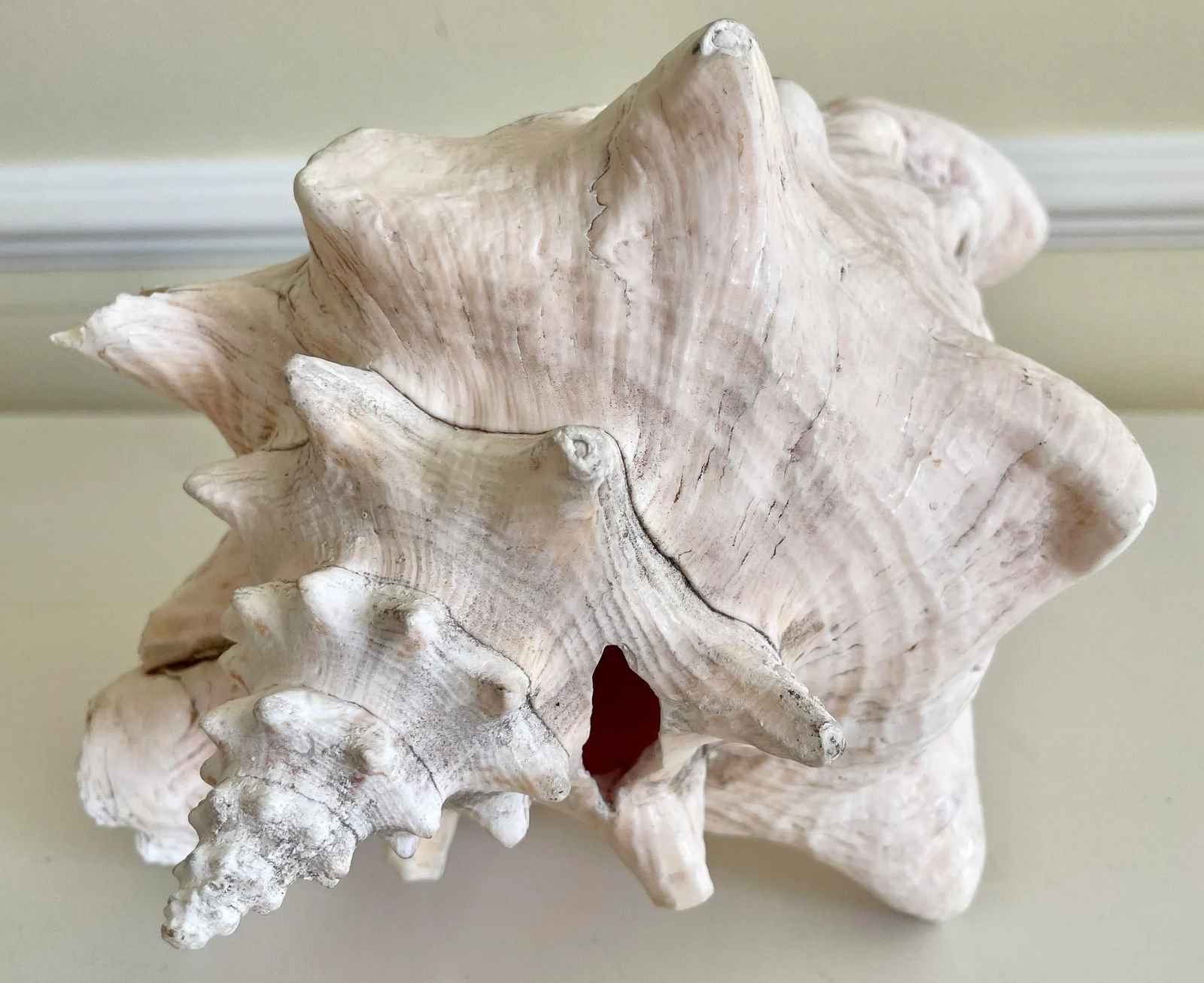Large Vintage Conch Shell - 7