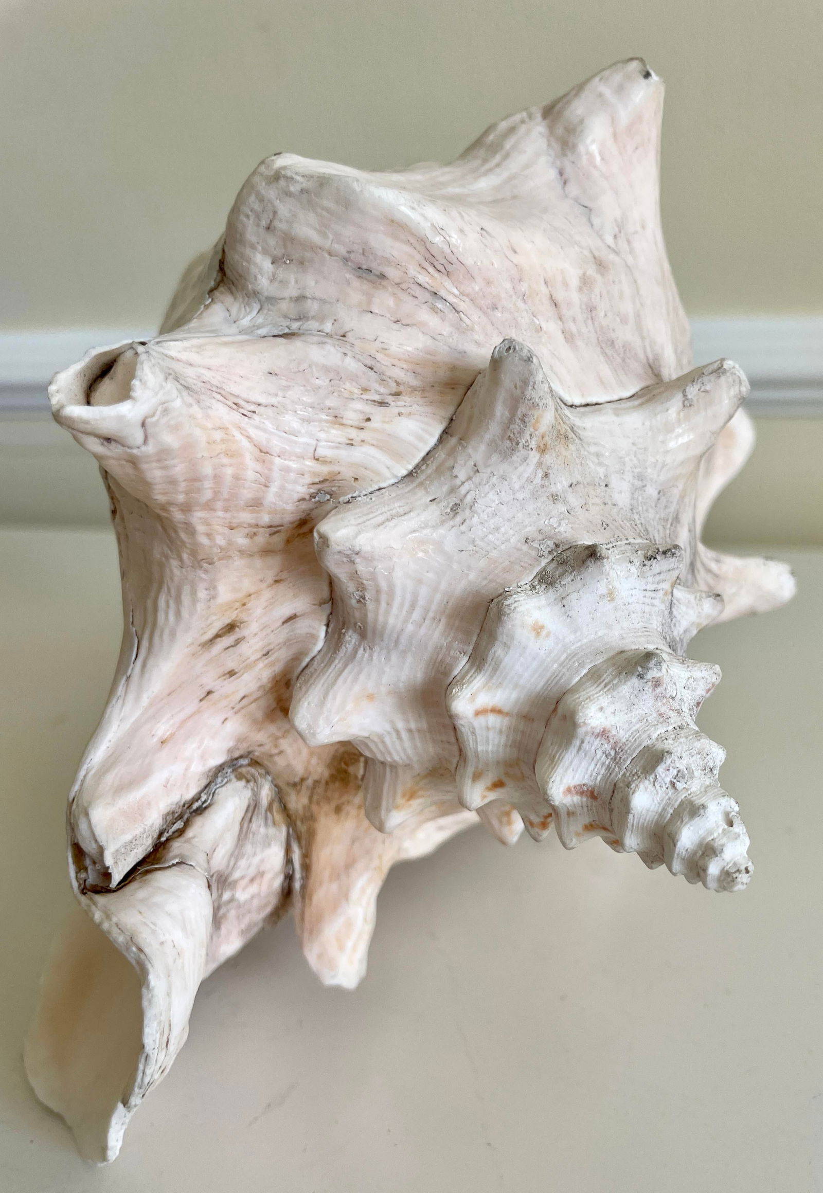 Large Vintage Conch Shell - 8