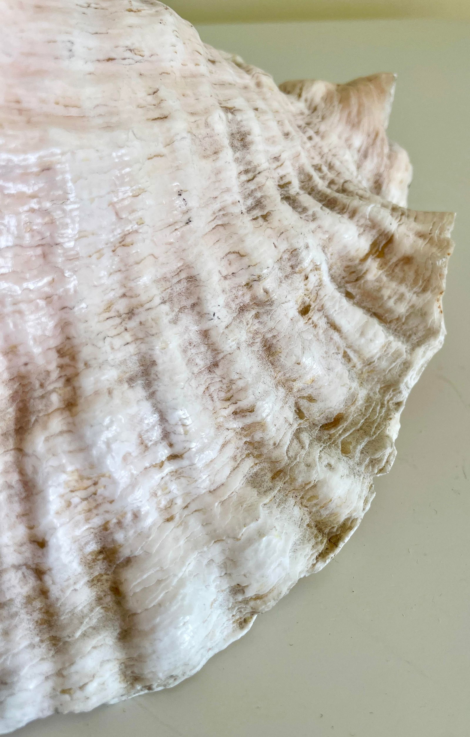 Large Vintage Conch Shell - 9