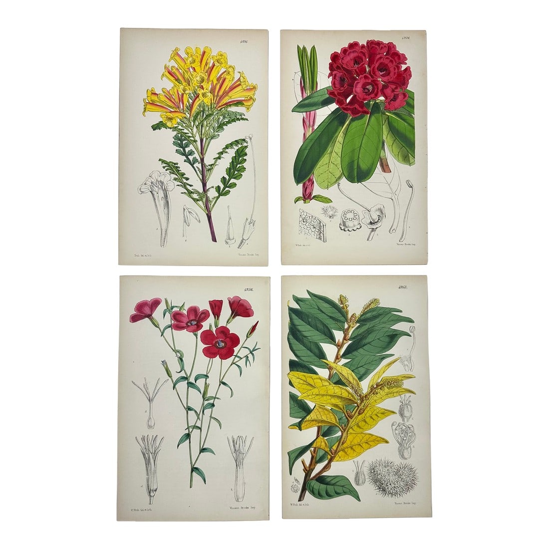 Original Botanical Engravings by William Curtis, 1856 (Set of 4): Set of 4 original copper engraving botanicals by William Curtis, 1856. Unframed. Dimensions: 6" x 9.5" each print, 20" x 26" set of 4. Excellent condition. Curtis began publishing the *Botanical