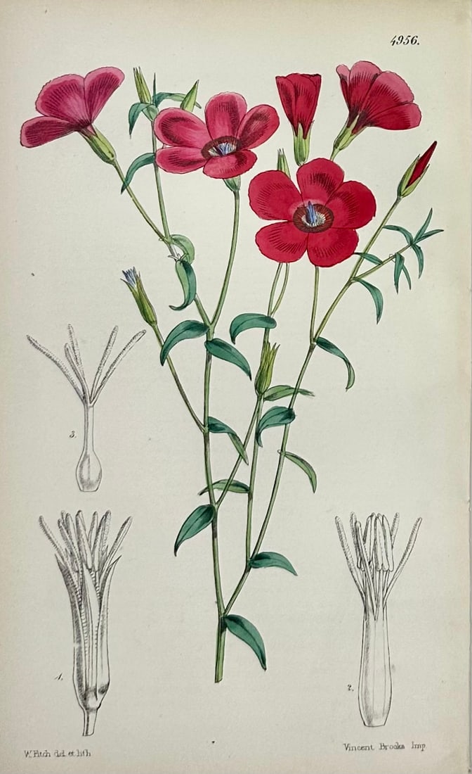 Original Botanical Engravings by William Curtis, 1856 (Set of 4) - 5