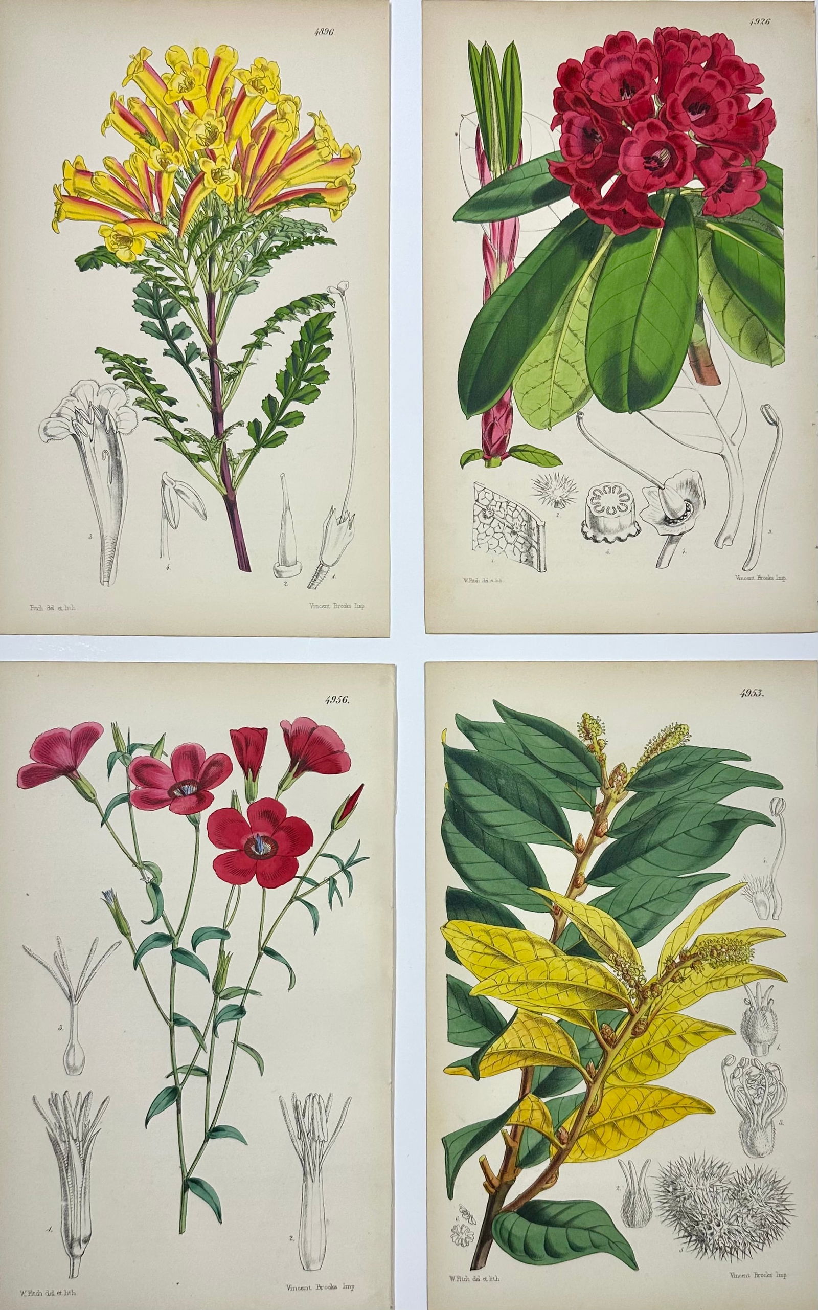 Original Botanical Engravings by William Curtis, 1856 (Set of 4) - 6