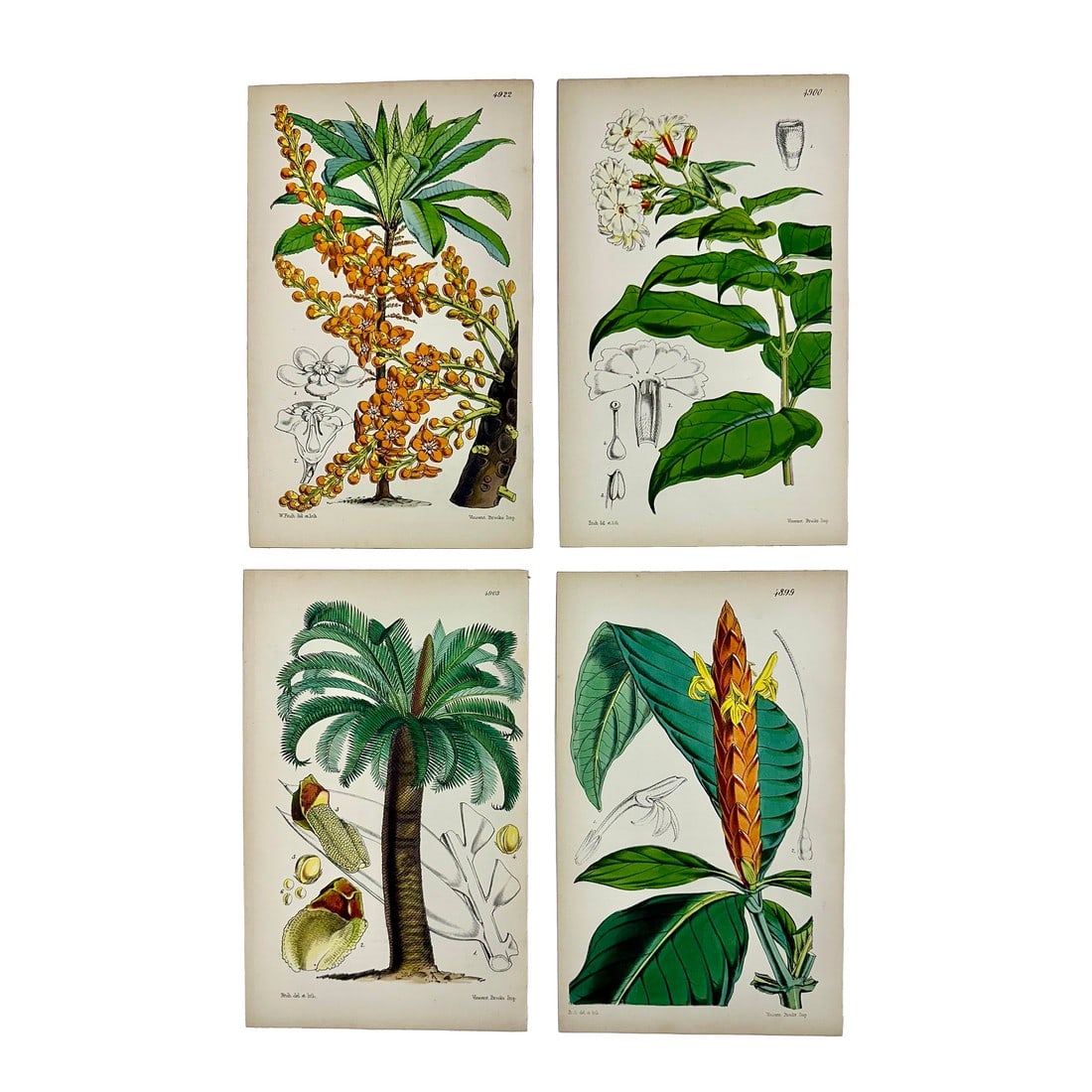 Tropical Botanical Engravings by William Curtis, 1856 (Set of 4): Set of 4 original copper engraving tropical botanicals by William Curtis. Unframed. Dimensions: 6" x 9.5" each print, 20" x 26" set of 4. Excellent condition. Curtis began publishing the *Botanical