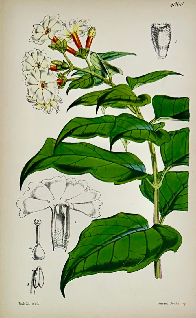 Tropical Botanical Engravings by William Curtis, 1856 (Set of 4) - 5