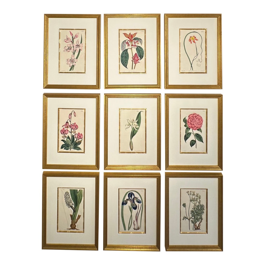 Botanical Set of 9 in Gold Leaf Gesso Mat by Curtis, 1842 (Framed): An exquisite collection of 9 original copper engravings by the esteemed William Curtis, each beautifully presented in custom hand-made linen mats adorned with a striking gold leaf gesso style. Each