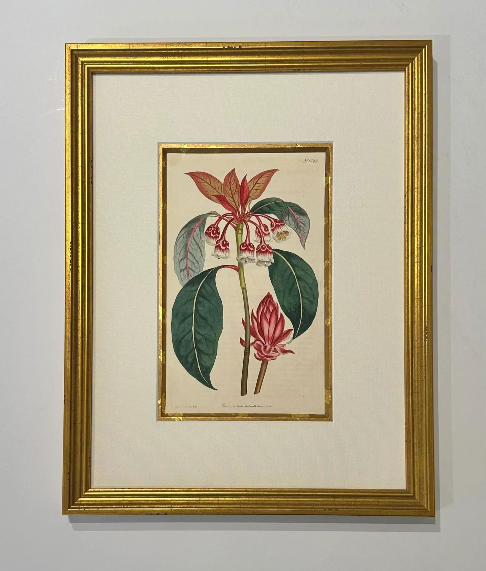 Botanical Set of 9 in Gold Leaf Gesso Mat by Curtis, 1842 (Framed) - 6