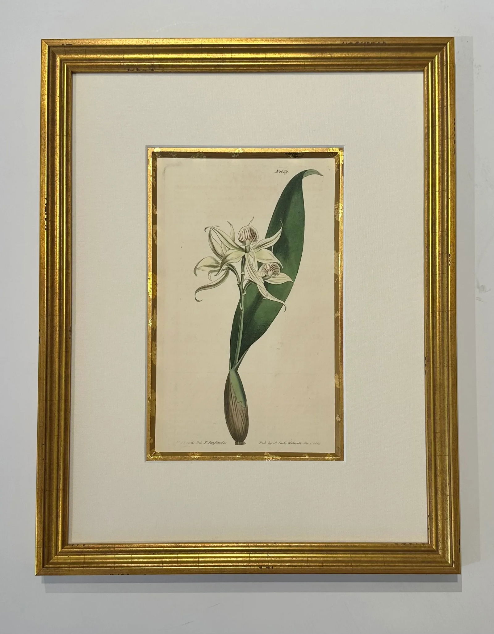 Botanical Set of 9 in Gold Leaf Gesso Mat by Curtis, 1842 (Framed) - 9