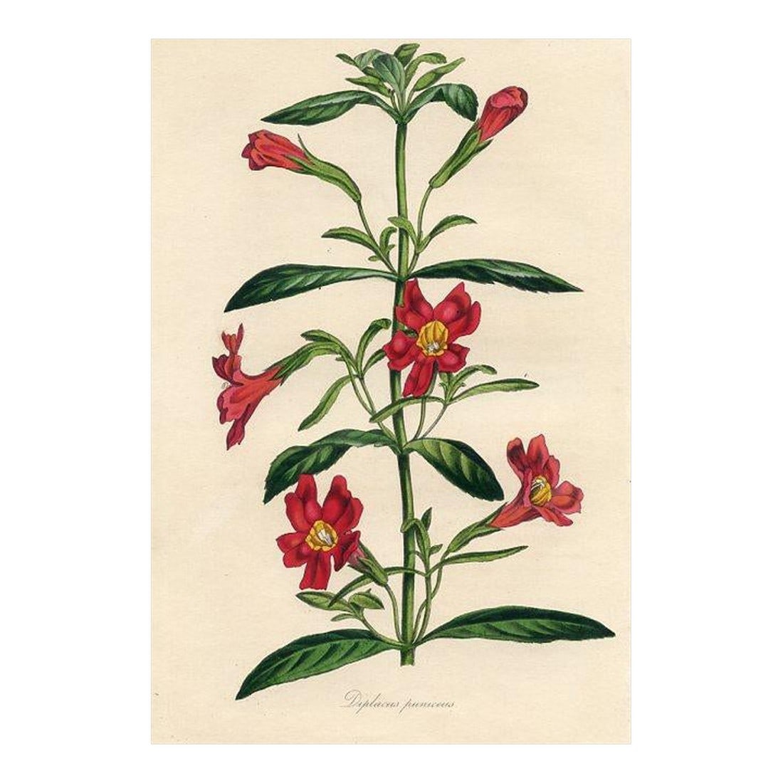 1839, Monkeyflower Botanical Print From Joseph Paxton, Original Antique Botanical Print, Lithograph,: Original early 1800s hand colored botanical print that appeared in the "Magazine of Botany", a British horticultural journal published monthly from 1834 to 1849 by Sir Joseph Paxton (1803-1865), a