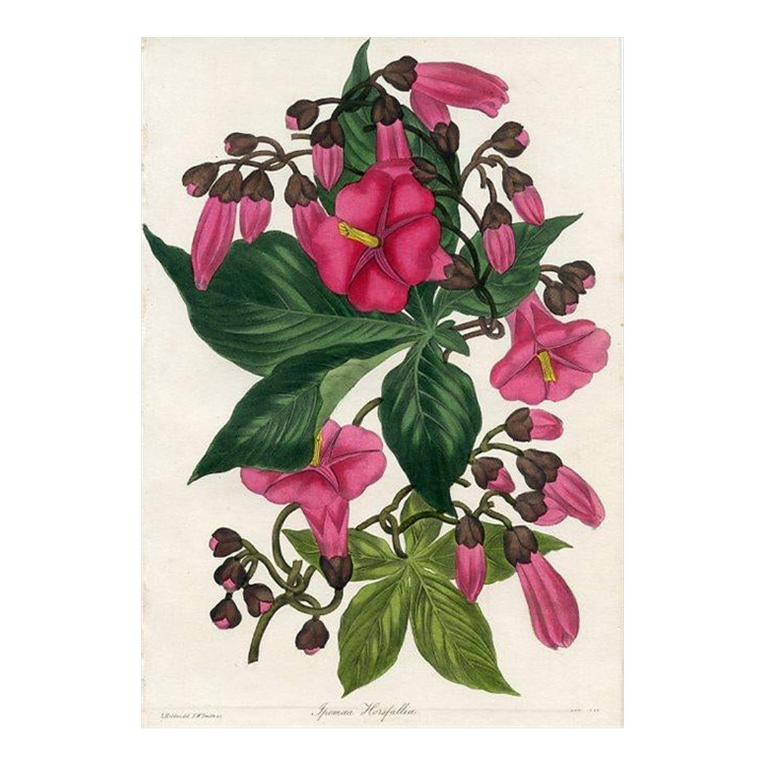 1836, Morning Glory Botanical Print From Joseph Paxton, Original Antique Botanical Print, Lithograph: Original early 1800s hand colored botanical print that appeared in the "Magazine of Botany", a British horticultural journal published monthly from 1834 to 1849 by Sir Joseph Paxton (1803-1865), a