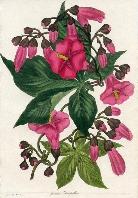 1836, Morning Glory Botanical Print From Joseph Paxton, Original Antique Botanical Print, Lithograph - 2