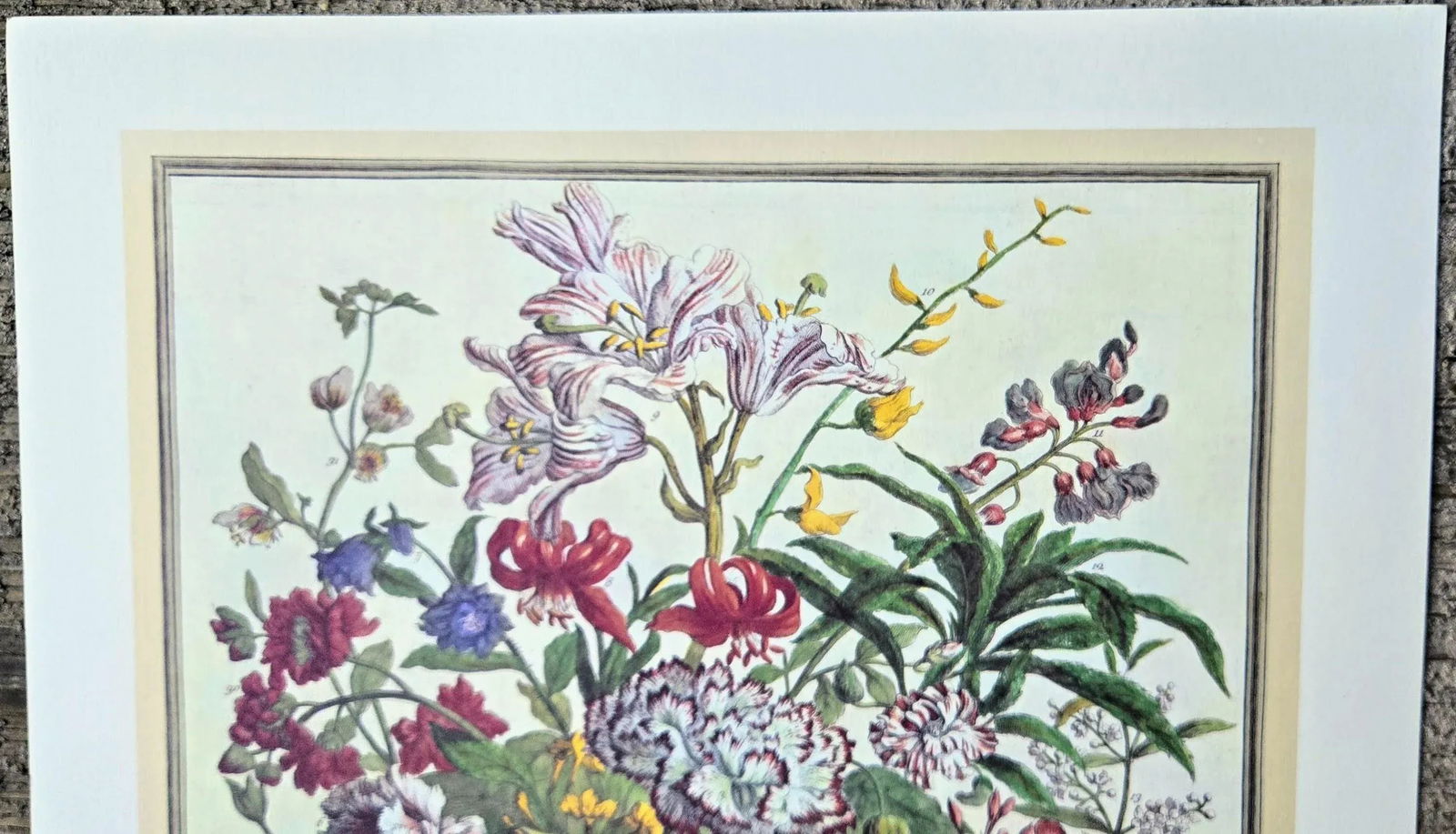 1980s Vintage Robert Furber July Botanical From "Twelve Months of Flowers" Pierpont Morgan Library - 4