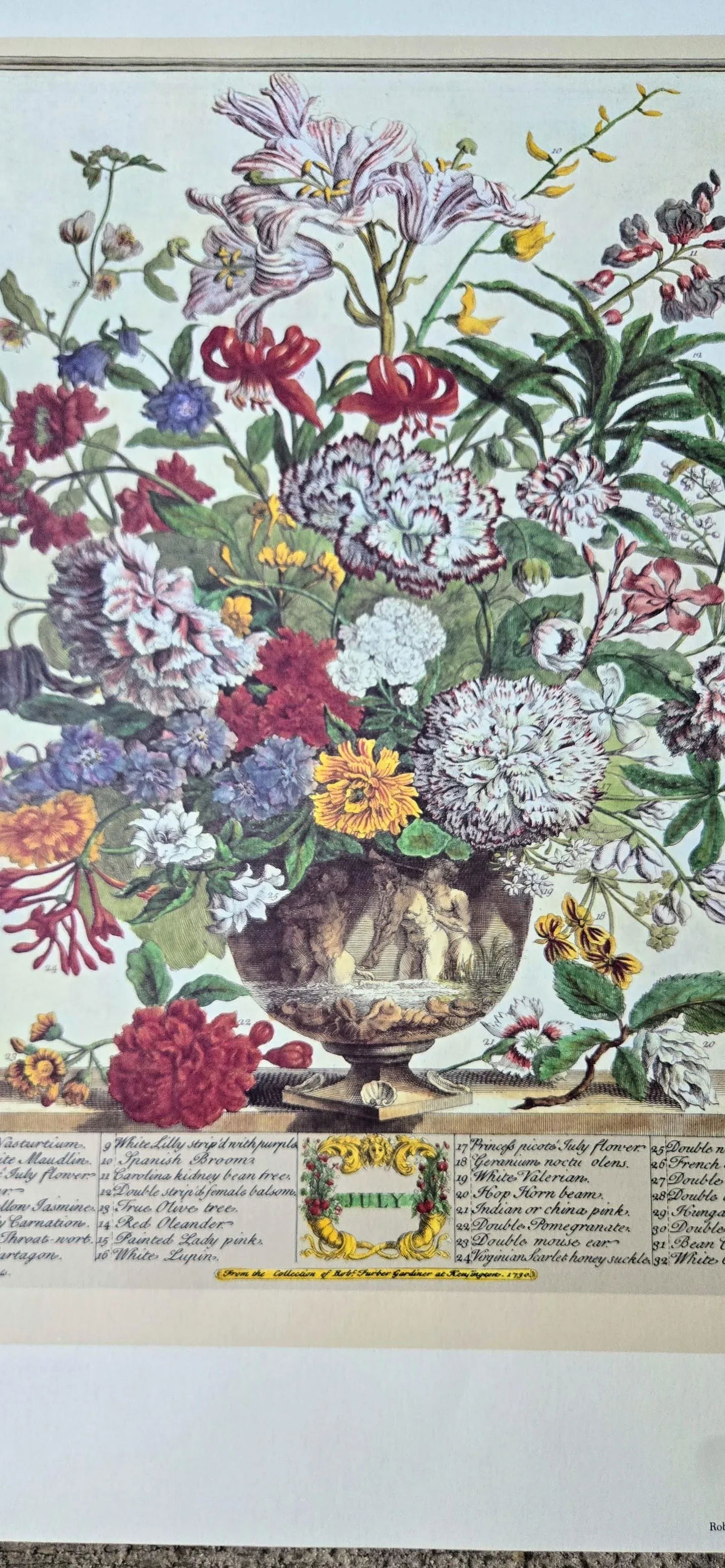1980s Vintage Robert Furber July Botanical From "Twelve Months of Flowers" Pierpont Morgan Library - 7