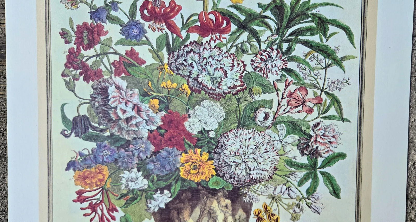 1980s Vintage Robert Furber July Botanical From "Twelve Months of Flowers" Pierpont Morgan Library - 8