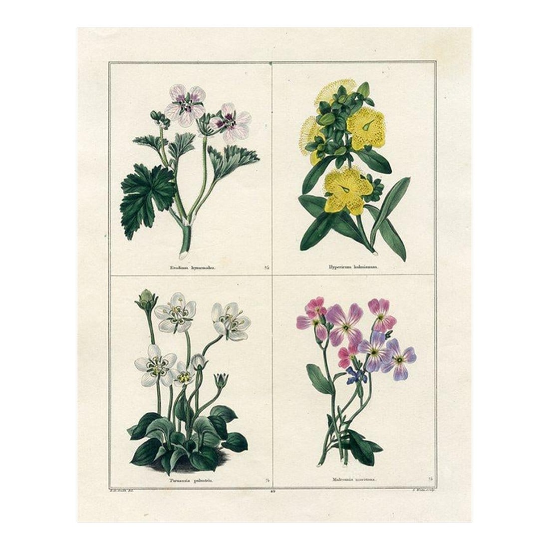 1829, St. Johns Wort Botanical Print, the Botanic Garden, Original Antique Botanical Print, Engravin: Original early-1800s hand colored antique botanical print that appeared in "The Botanic Garden" published by the British botanist Benjamin Maund from 1825 to 1851. Each engraving consists of 4 panels