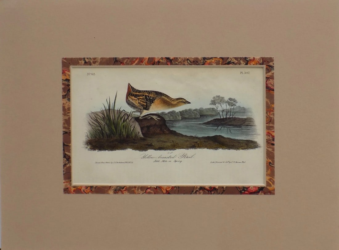 Audubon's Yellow-Breasted Rail Matted Lithograph Print: This is an original hand colored lithograph from Audubon's Bird's of America, 1st octavo edition, 1840. It is displayed in a French mat, unframed. Dimensions: 12 x 16" Please note: If you purchase