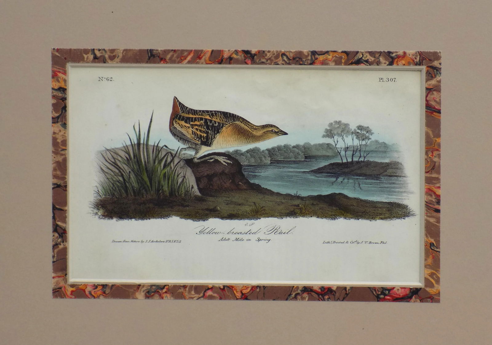 Audubon's Yellow-Breasted Rail Matted Lithograph Print - 2