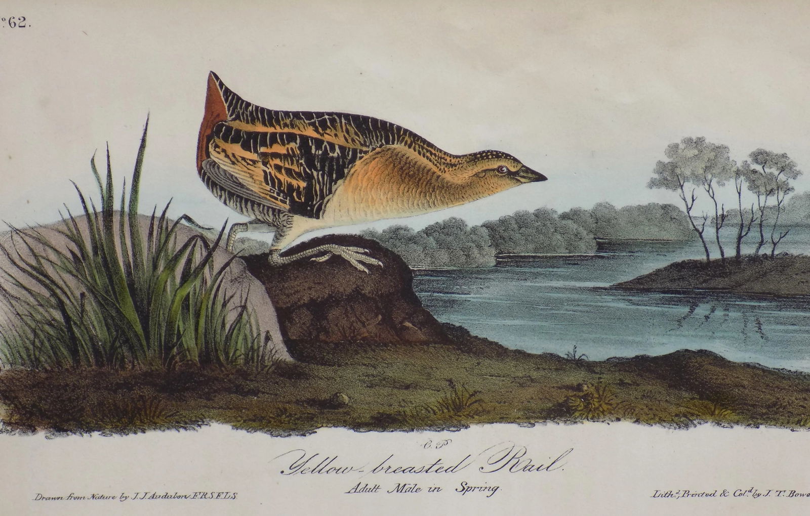 Audubon's Yellow-Breasted Rail Matted Lithograph Print - 4