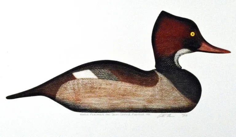 Arthur Nevin Red-Breasted Merganser Duck Decoy Print - 3