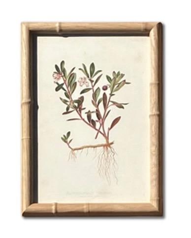 Framed Antique Botanical Chromolithographs "” "Wild Flowers of America", Volume I, L. Prang & - 11