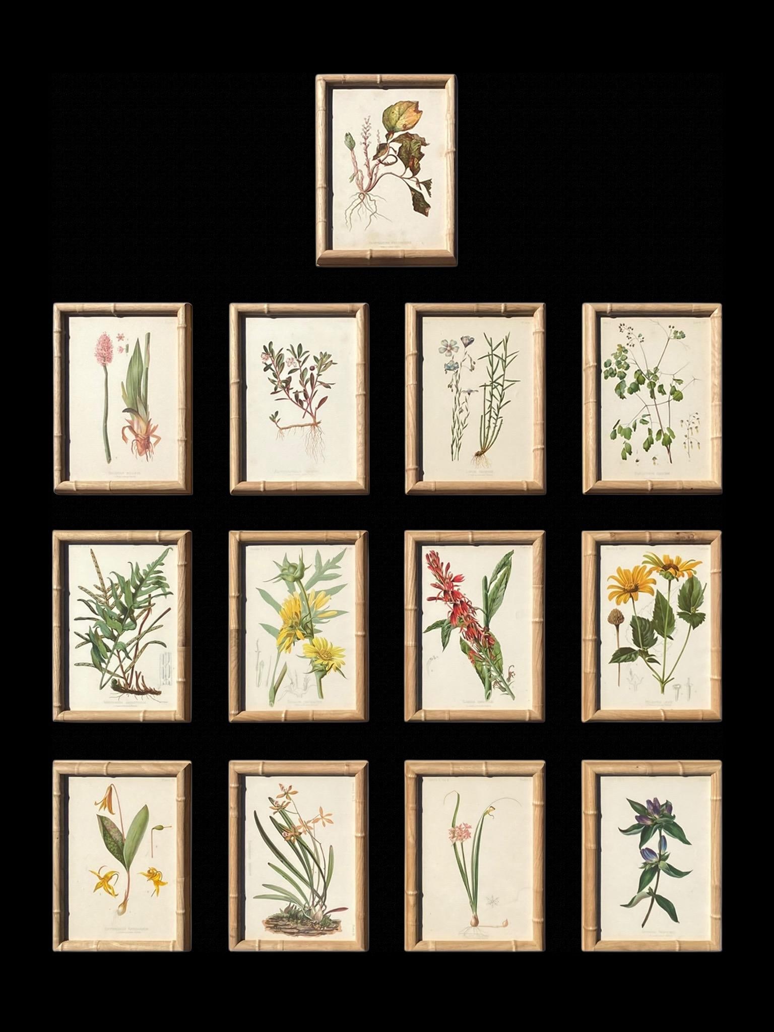 Framed Antique Botanical Chromolithographs "” "Wild Flowers of America", Volume I, L. Prang & - 13