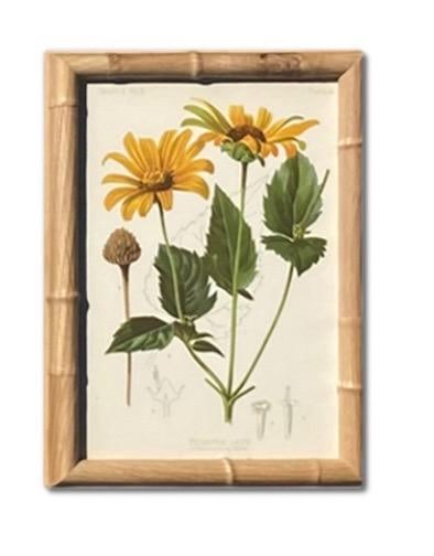 Framed Antique Botanical Chromolithographs "” "Wild Flowers of America", Volume I, L. Prang & - 14