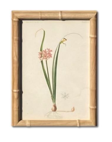 Framed Antique Botanical Chromolithographs "” "Wild Flowers of America", Volume I, L. Prang & - 15