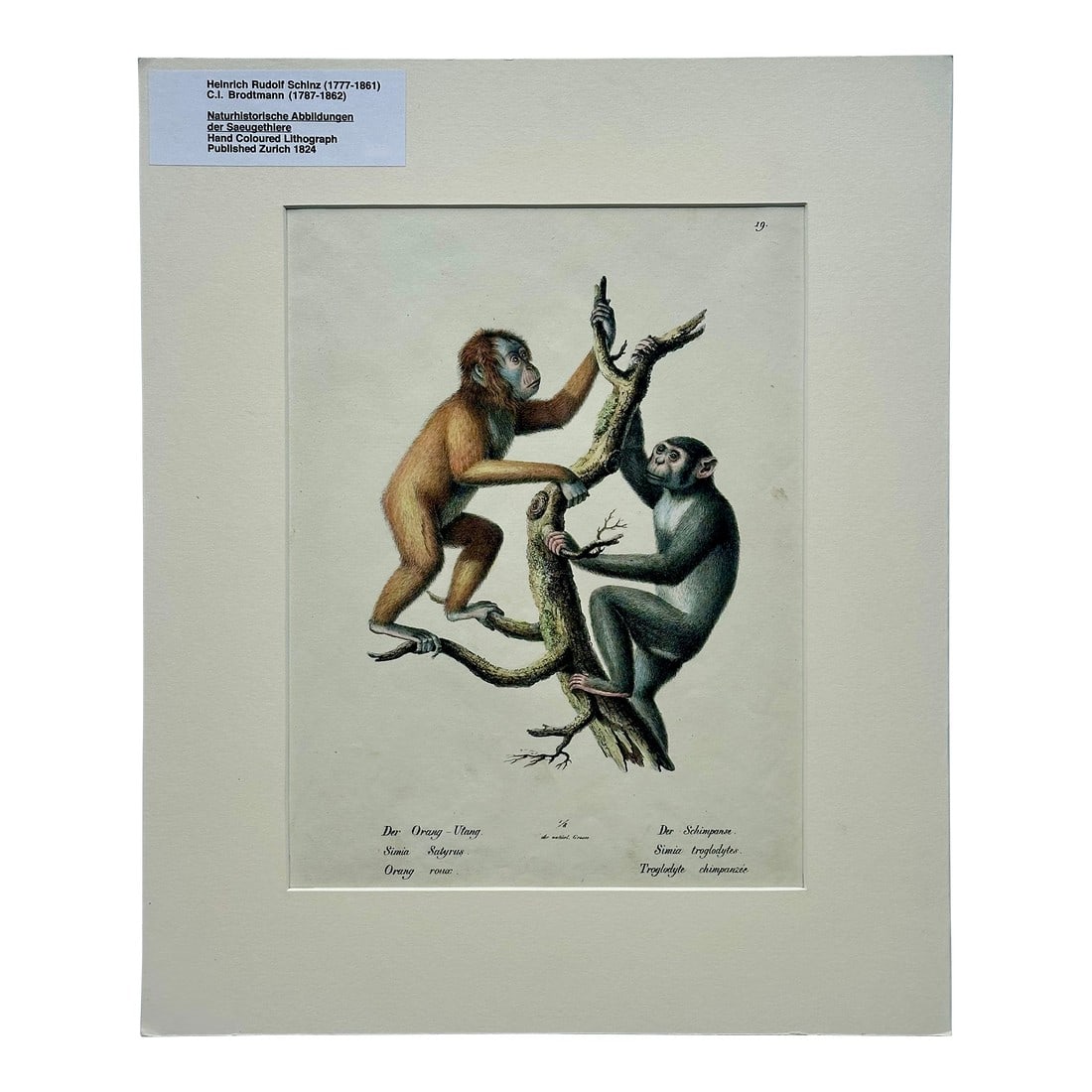 Orangutan and Chimpanzee Original Lithograph by Brodtmann, 1824: Original lithograph from the natural history work Naturgeschichte und Abbildungen der Säugethiere (Natural History and Illustrations of Mammals), created by the Swiss artist Karl Joseph