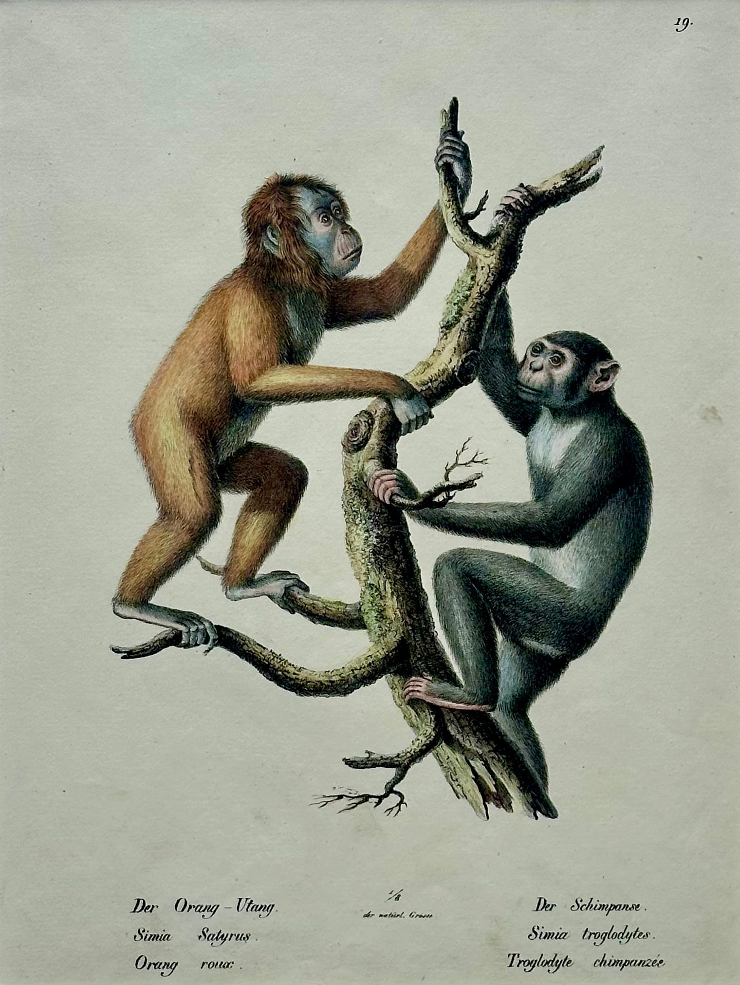 Orangutan and Chimpanzee Original Lithograph by Brodtmann, 1824 - 2