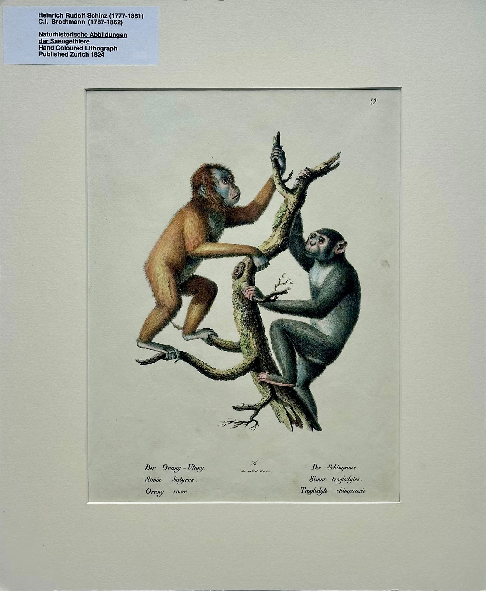Orangutan and Chimpanzee Original Lithograph by Brodtmann, 1824 - 3